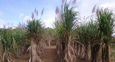 CBMEG Unicamp na Agencia FAPESP - 2019 - materia plantas polipoides