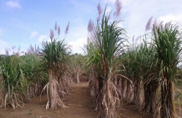 CBMEG Unicamp na Agencia FAPESP - 2019 - materia plantas polipoides