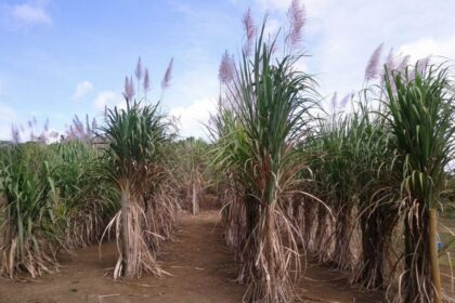 CBMEG Unicamp na Agencia FAPESP - 2019 - materia plantas polipoides